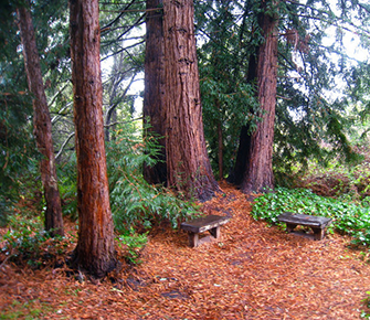Redwood Rendezous, Monterey Peninsula Tours, Pacific Grove, CA